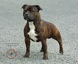 Staffordshire Bull Terrier 9F23-14